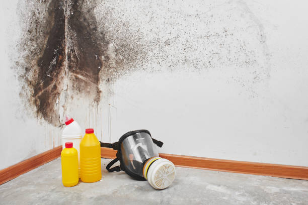 Trusted New Athens, IL Mold Removal Experts