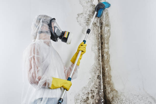 Best Home Mold Removal  in New Athens, IL