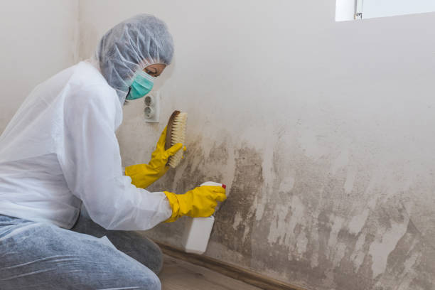 Mold Removal and Inspection in New Athens, IL