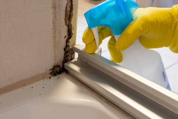 Best Residential Mold Removal  in New Athens, IL
