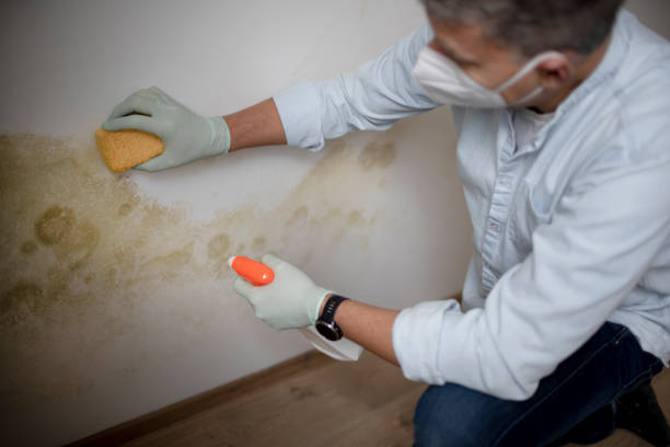 Home Mold Removal in New Athens, IL