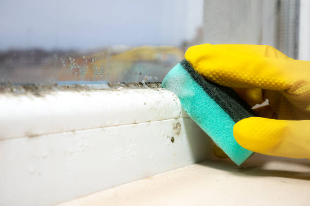 New Athens, IL Mold Removal Company