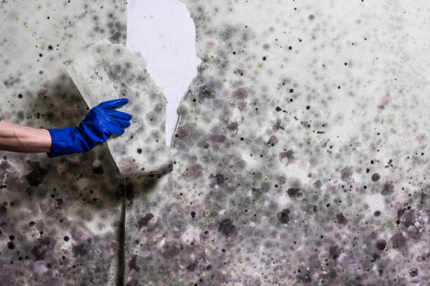 Best Mold Remediation  in New Athens, IL